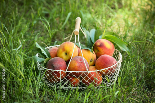 Basket with sweet ripe peac...