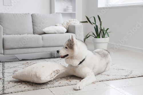 Naughty dog with torn pillo...