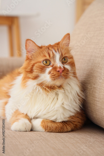 Cute fluffy cat lying on gr...