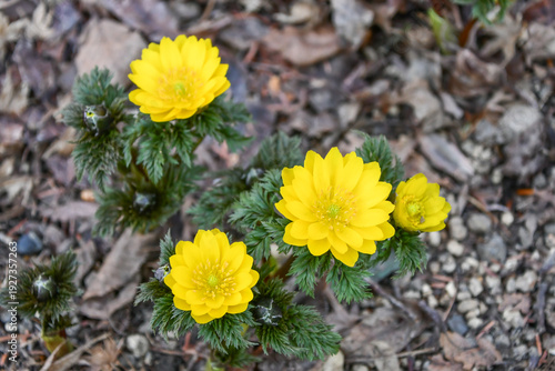 Naklejka 福寿草 forked-stem adonis