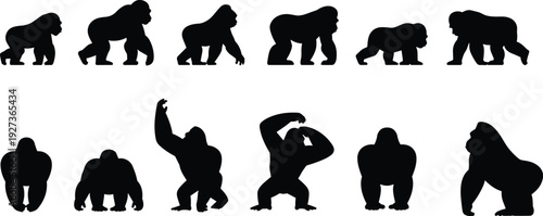 Gorilla Silhouette Set in Various Poses, Powerful Wild Primate Collection Isolated on White Background, Black Vector Illustration for Wildlife and Safari Themes