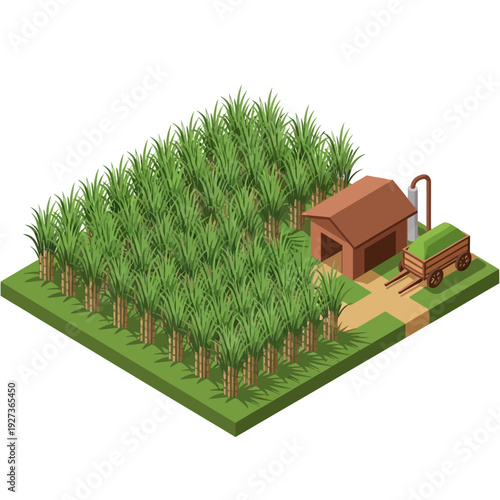 Isometric illustration of a sugar cane farm with a barn and tractor.