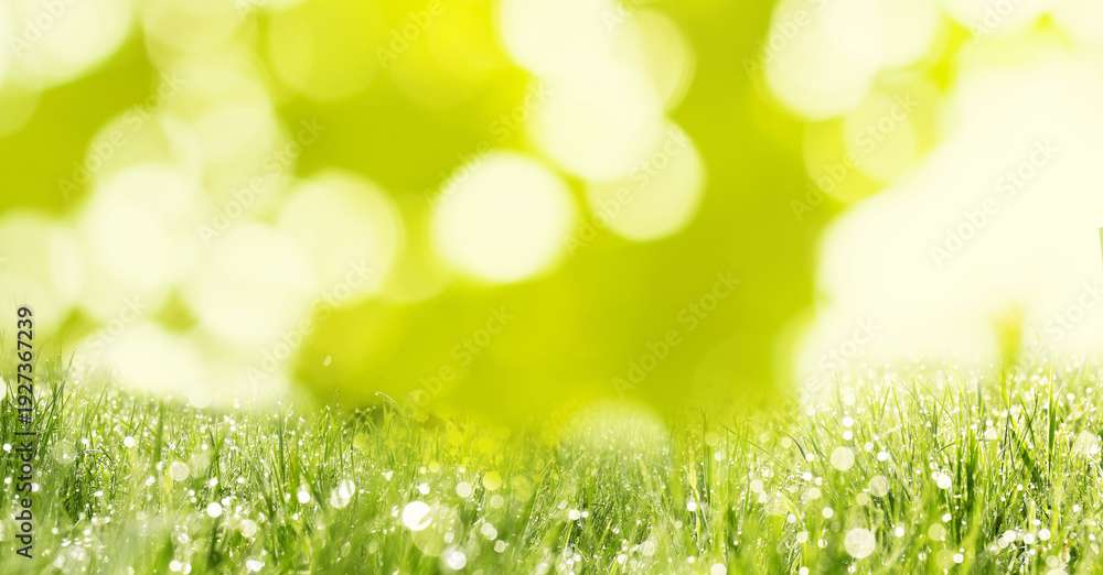 Fototapeta premium Vibrant grass with dew against blurred green background. Banner design