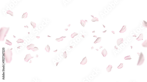 Sakura petals flying in air on white background. Spring blossom