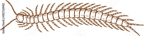 Vector of Centipede on white background. Engrave isolated centipede hand drawn graphic illustration. 