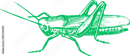 Vector of green Grasshopper on white background. Grasshopper, watercolor vector, isolated on a white background.