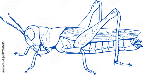 Grasshopper outline on white background. grasshopper vector line art animal wild life single one line hand drawn illustration isolated