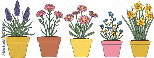 Flat vector illustration set of five diverse spring flowers in colorful ceramic pots including lavender carnations daisies and daffodils for home interior botanical branding