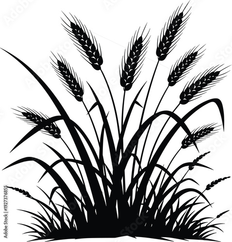 Black vector silhouette of wheat stalks and barley ears growing in a field for agriculture farming organic food bread production and autumn harvest branding