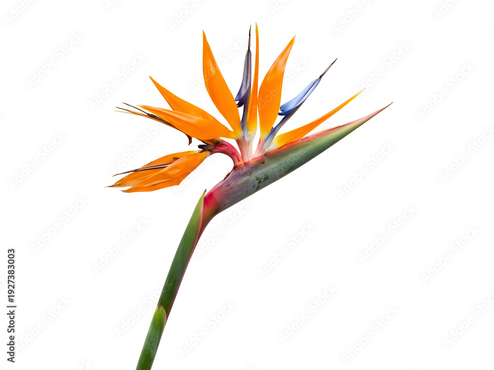 Obraz premium Bird of paradise flower with stem, isolated, viewed from the side in a close-up