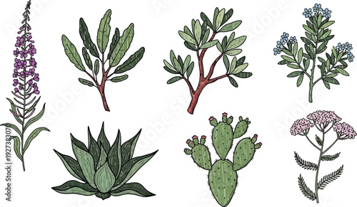 Diverse botanical hand drawn vector illustration collection of various plants and flowers