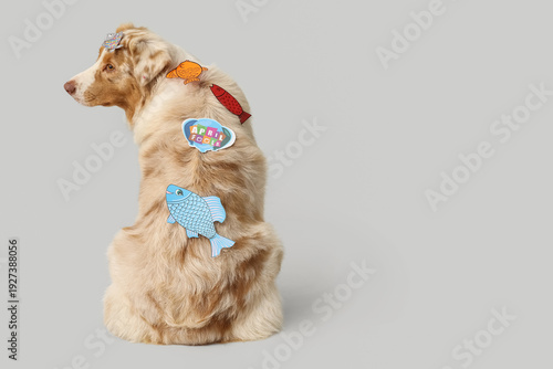 Cute Australian Shepherd do...