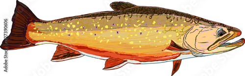 A colorful Brook Trout