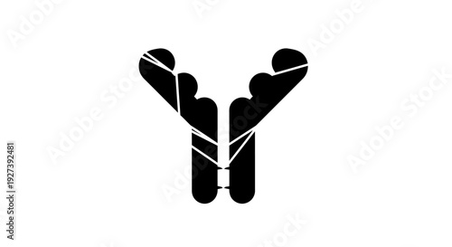 Immunoglobulin G structure, the most abundant antibody type in serum