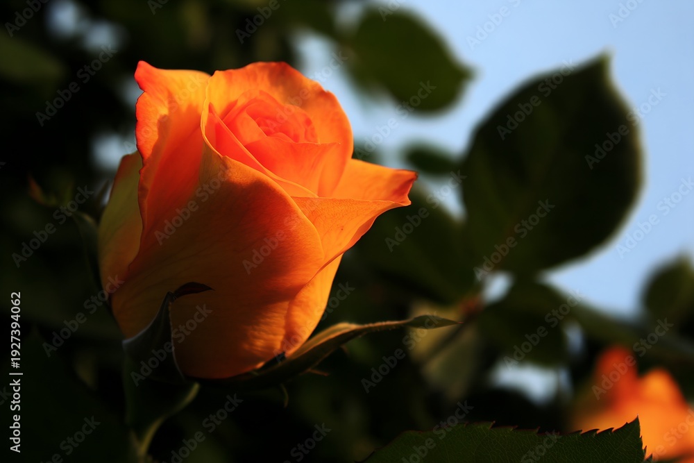 Obraz premium A vibrant orange rose blooming in natural sunlight against green foliage