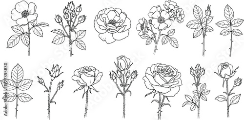 Detailed black-and-white botanical illustrations of roses, stems, buds, and flowers in various bloom stages showcasing floral morphology, artistic design, and educational vector reference
