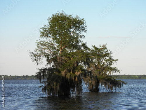 Bald cypress trees, with spainish moss draped over the lower branches. Lake Marion, Santee State Park, Orangeburg County, South Carolina.  