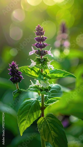 Purple flowering plant with green leaves, illuminated by warm sunlight