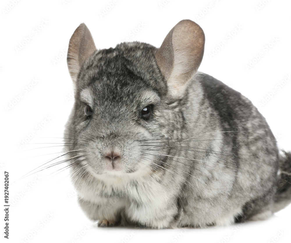 Obraz premium Cute funny grey chinchilla isolated on white