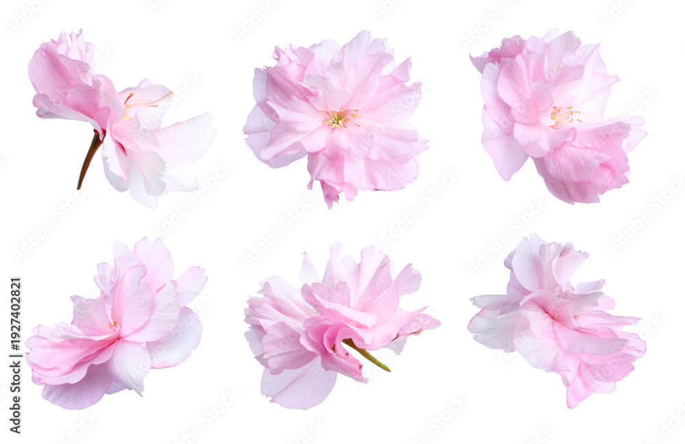 Naklejka premium Spring blossom. Sakura flowers with pink petals isolated on white, set