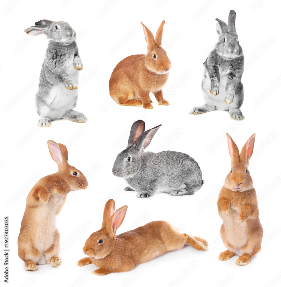 Obraz premium Cute fluffy rabbits isolated on white, collage