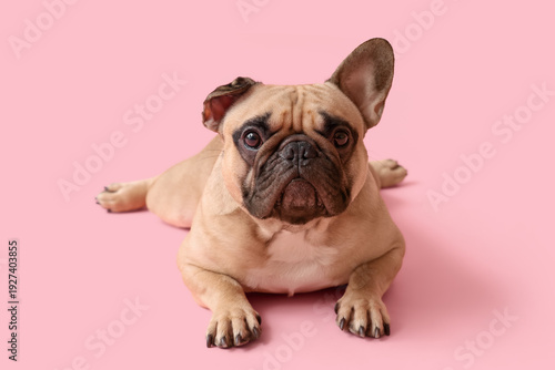 Cute French bulldog on pink...