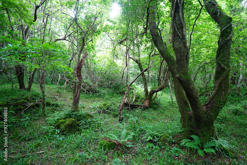 Bilde på lerret dense primeval forest in the spring sunlight
