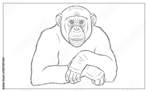 Outline illustration of a chimpanzee sitting with arms crossed, a thoughtful primate in black and white line art