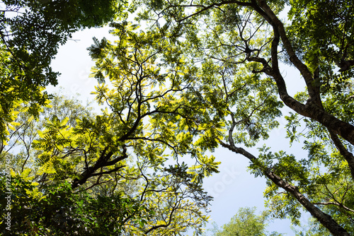 Ciudad del Este, Paraguay, Vegetación en un parque con el cielo de fondo.