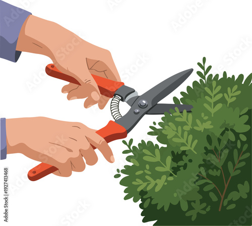 Hands Pruning Green Bush With Red Handled Shears Isolated White Background