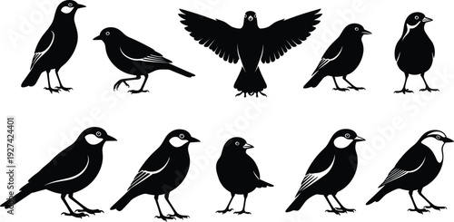 Black and white bird silhouettes collection, flying birds, perched birds, avian shapes, feather patterns, wildlife illustration, nature design, vector animal icons, decorative art