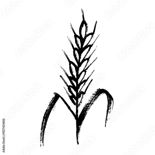 Hand drawn cereal wheat oat rye barley rice ears spikelet clipart Organic wheat bread agriculture farming harvest healthy food Single element for print packaging label design decor
