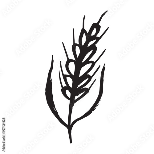 Hand drawn cereal wheat oat rye barley rice ears spikelet clipart Organic wheat bread agriculture farming harvest healthy food Single element for print packaging label design decor