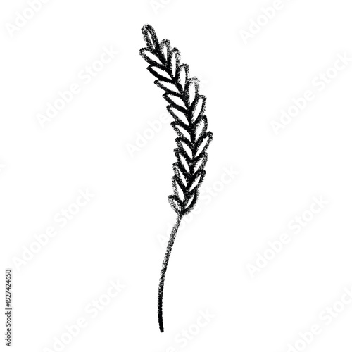 Hand drawn cereal wheat oat rye barley rice ears spikelet clipart Organic wheat bread agriculture farming harvest healthy food Single element for print packaging label design decor