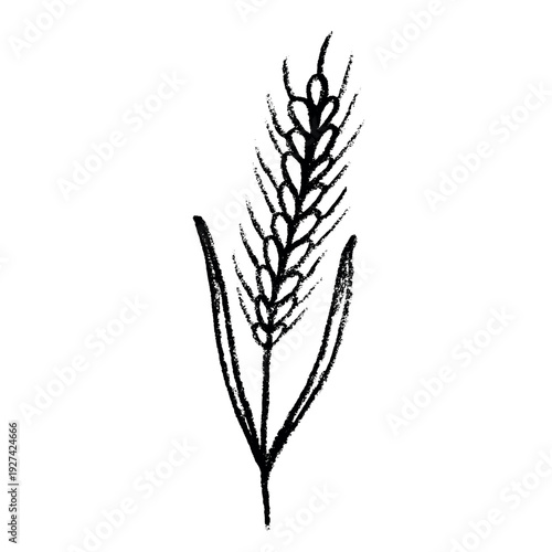 Hand drawn cereal wheat oat rye barley rice ears spikelet clipart Organic wheat bread agriculture farming harvest healthy food Single element for print packaging label design decor