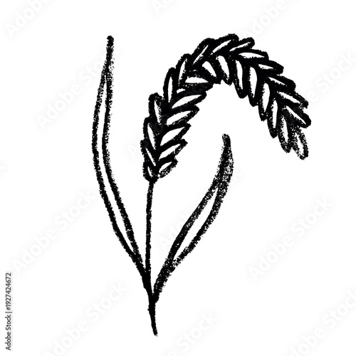 Hand drawn cereal wheat oat rye barley rice ears spikelet clipart Organic wheat bread agriculture farming harvest healthy food Single element for print packaging label design decor