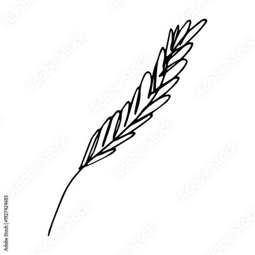 Hand drawn cereal wheat oat rye barley rice ears spikelet clipart Organic wheat bread agriculture farming harvest healthy food Single element for print packaging label design decor