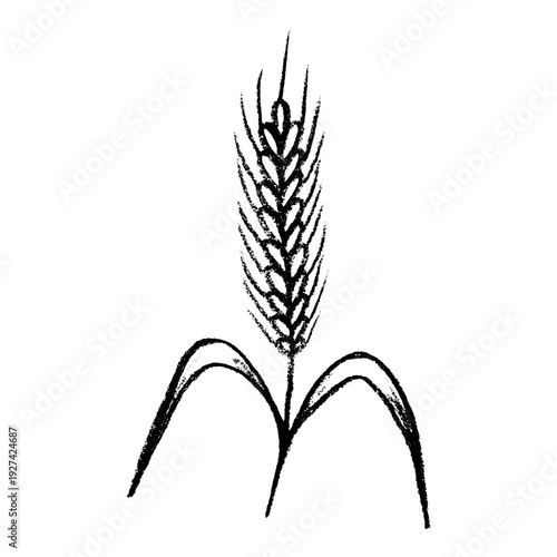 Hand drawn cereal wheat oat rye barley rice ears spikelet clipart Organic wheat bread agriculture farming harvest healthy food Single element for print packaging label design decor