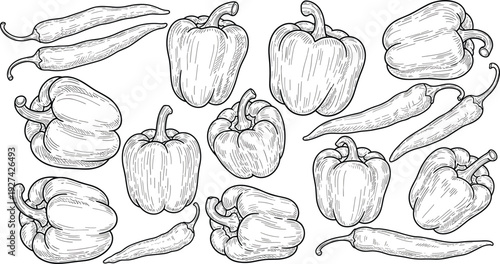 Hand drawn vintage engraving style bell peppers and chili peppers vector set isolated on white background for organic food menu or farm market branding.