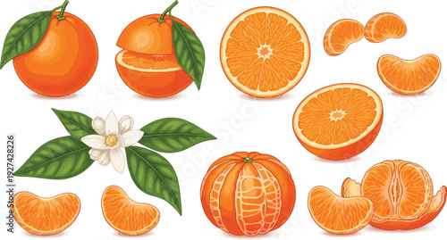 Detailed vector set of fresh oranges and tangerines featuring whole fruit sliced halves segments and blossoms for organic juice and food branding, 22 words.