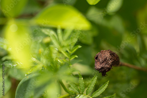 Withered Marigold Flower in Garden – Natural Decay and Life Cycle Concept