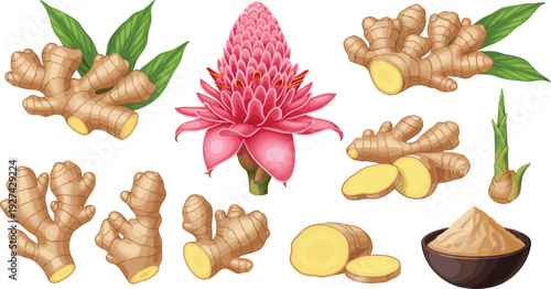 Detailed vector ginger root set featuring whole rhizomes sliced pieces ginger powder and exotic pink torch ginger flower for spice branding.