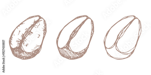Set of hand drawn fresh roasted coffee bean Arabica robusta seed doodle Single element for design print packaging label decor