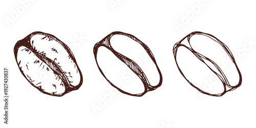 Set of hand drawn fresh roasted coffee bean Arabica robusta seed doodle Single element for design print packaging label decor