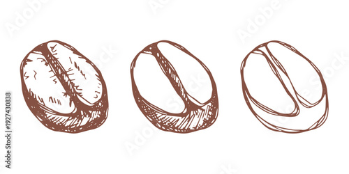 Set of hand drawn fresh roasted coffee bean Arabica robusta seed doodle Single element for design print packaging label decor