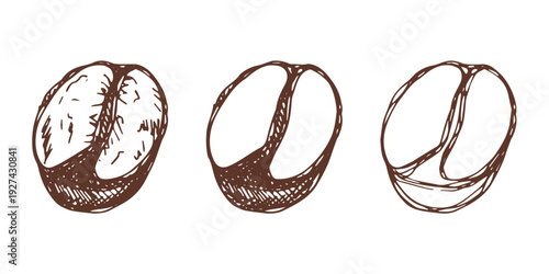 Set of hand drawn fresh roasted coffee bean Arabica robusta seed doodle Single element for design print packaging label decor