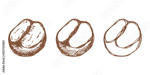Set of hand drawn fresh roasted coffee bean Arabica robusta seed doodle Single element for design print packaging label decor