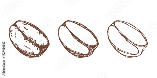 Set of hand drawn fresh roasted coffee bean Arabica robusta seed doodle Single element for design print packaging label decor