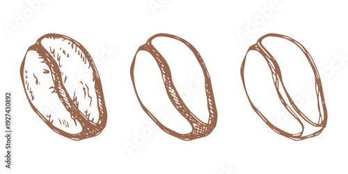 Set of hand drawn fresh roasted coffee bean Arabica robusta seed doodle Single element for design print packaging label decor