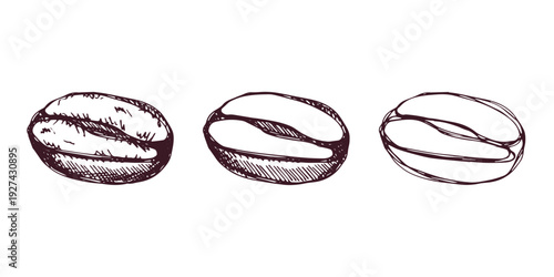 Set of hand drawn fresh roasted coffee bean Arabica robusta seed doodle Single element for design print packaging label decor